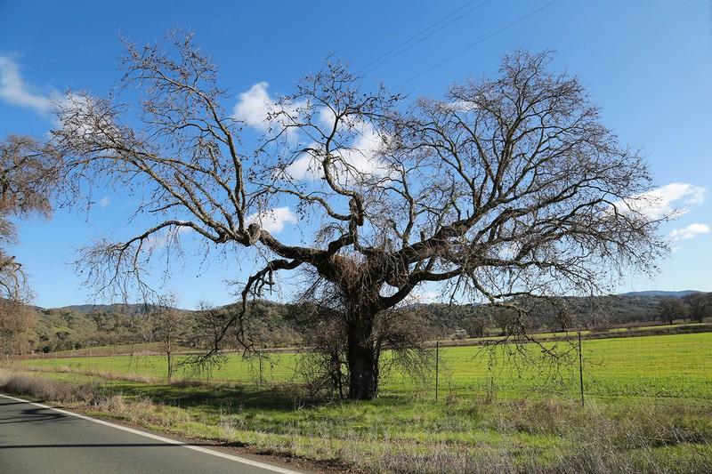 Highway 175, Hopland, California - Roadside