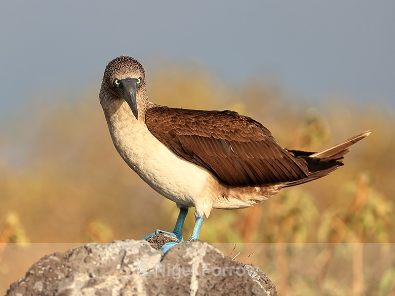 Blue-footed Booby, Isla Lobos, San Cristobal, Galapagos - Blue-footed Booby