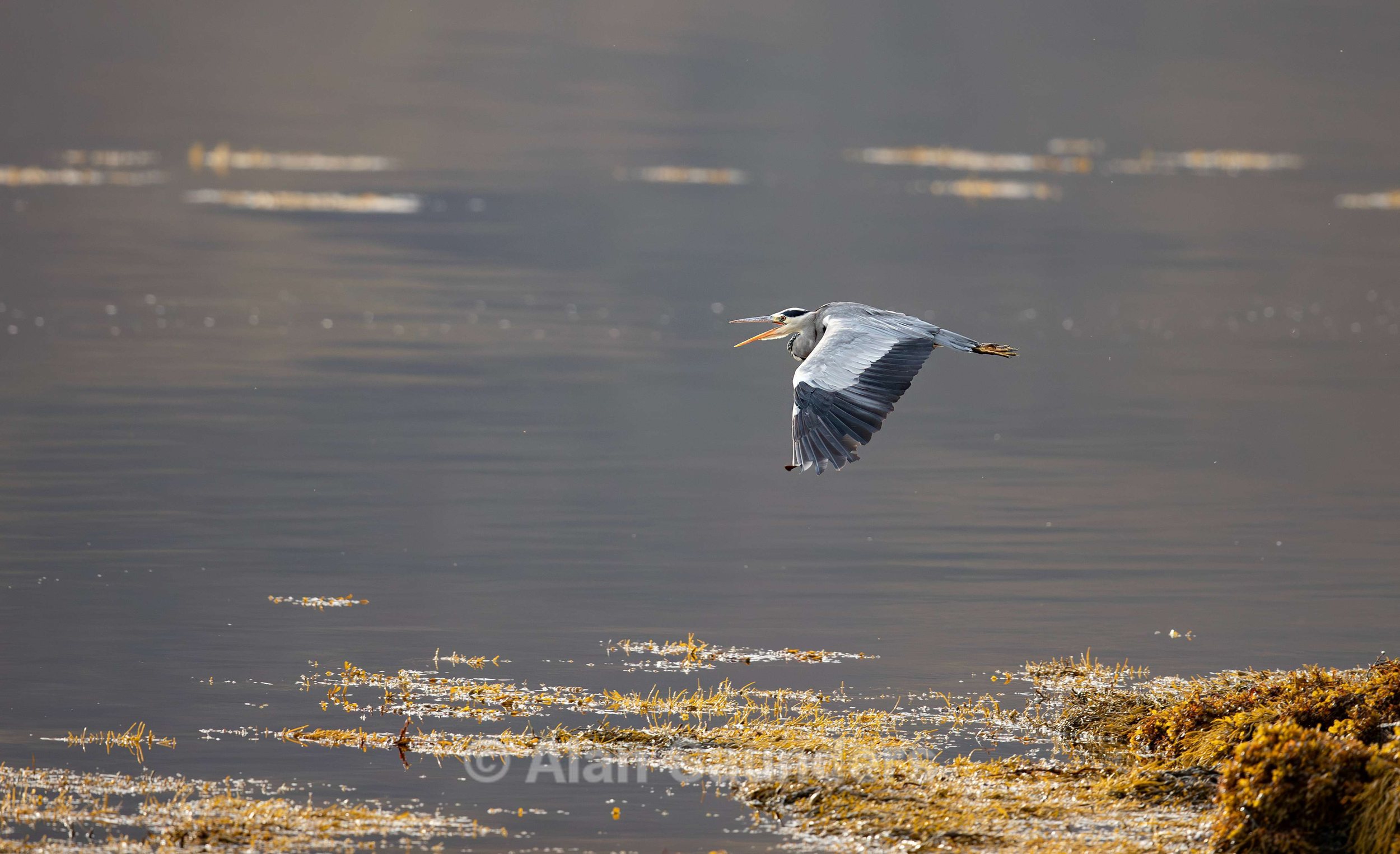 Grey Heron 26