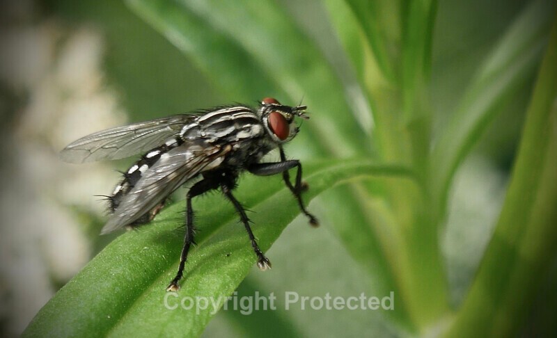 Pam Lewis -Fly -  GX8 90mm Macro Leica - The Leica Fellowship Gallery