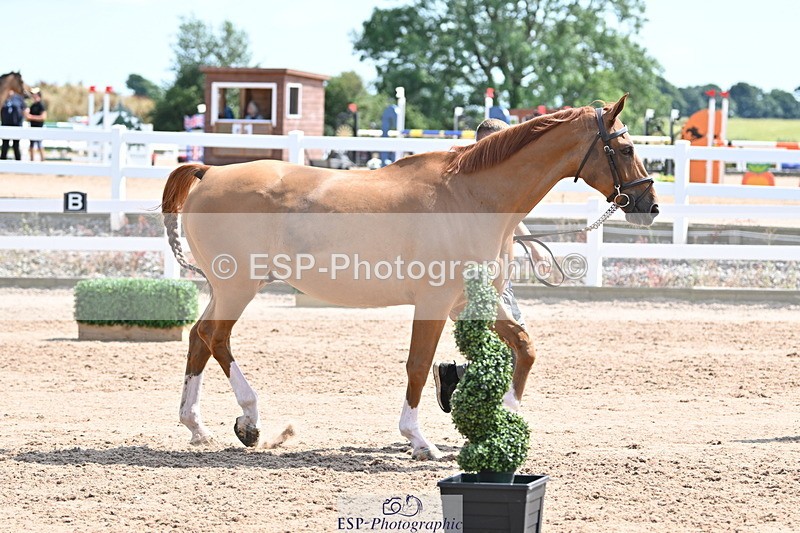 240717A-151302-02649 - Trot Up 3pm to 4pm