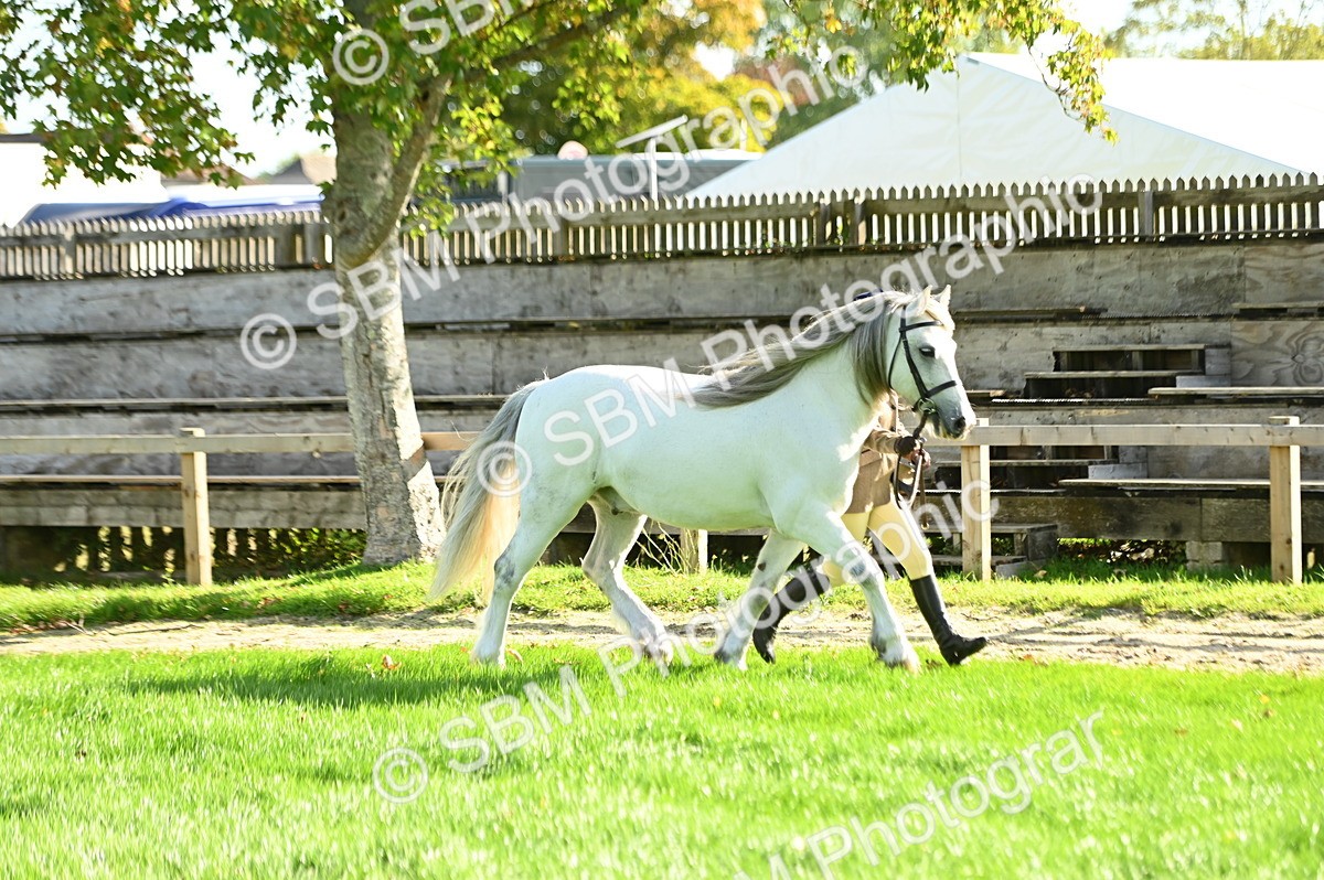 SBM_15863 - S1 - TSR in Hand Horse & Pony Showing
