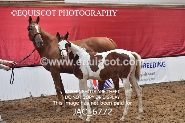JAC_6772 - 15 Ziggy of Westoak