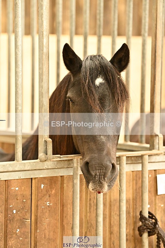 250821B-141129-00491 - Stable Shots and Group Photo