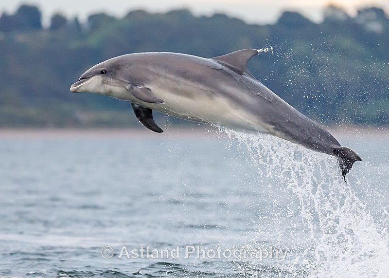 Astland Photography, Bird and Wildlife Images, Susan and Peter Wilson, U.K.