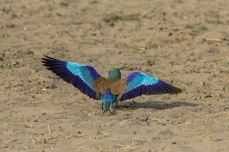 Lilac Breasted Roller Taking Off - Botswana Wildlife
