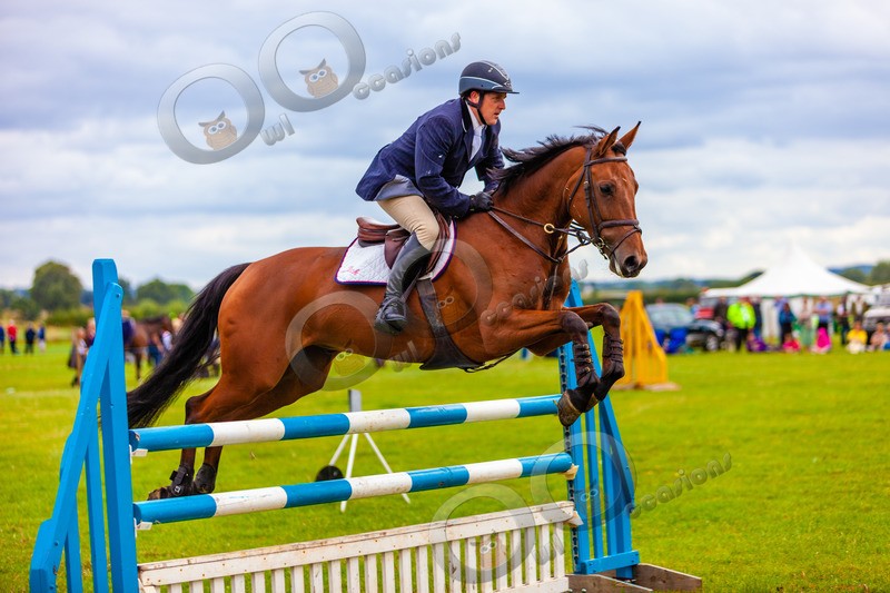 Eventing horse_3286 - Pet Photography
