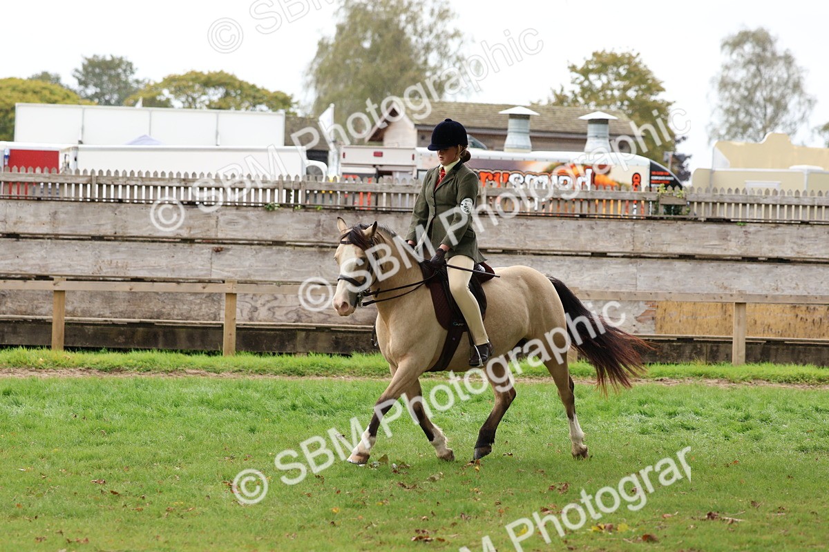 SBM_69634 - S62 - Mountain & Moorland Ridden Large Breeds