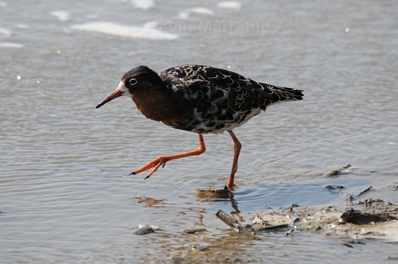  - Birds