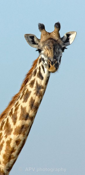  - SAFARI - KENYA