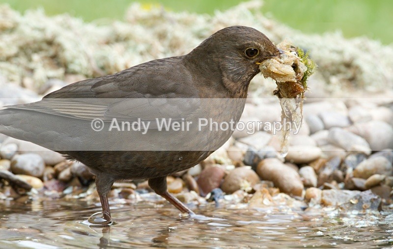 20110429-IMG_5158-400 - Thrushes