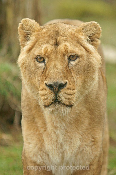 Asiatic Lion - Old male lion (Cotswold Wildlife Park) - Asiatic Lions