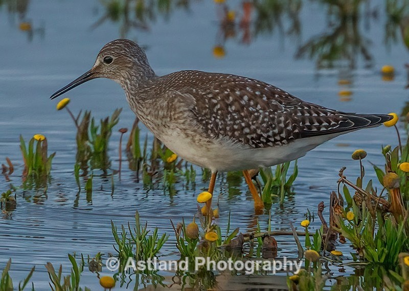 Astland Photography, Bird and Wildlife Images, Susan and Peter Wilson, U.K.