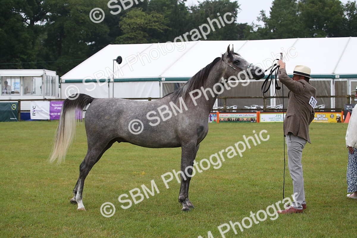 SBM_00018 - Class 17-20 - Arab & Part Bred - Anglo Arab In Hand