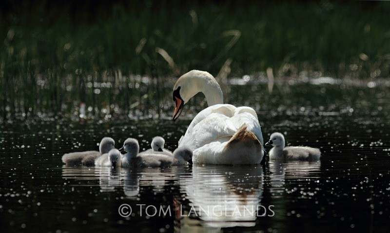 Mute Swan and Cygnets - Swans and Geese