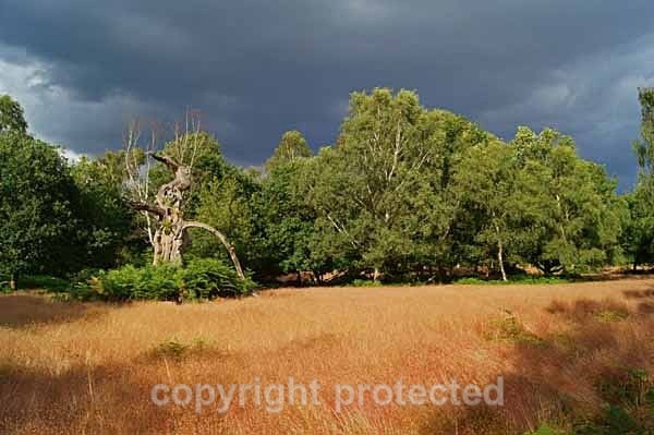Open Forest - Sherwood Forest (Nottinghamshire) - England