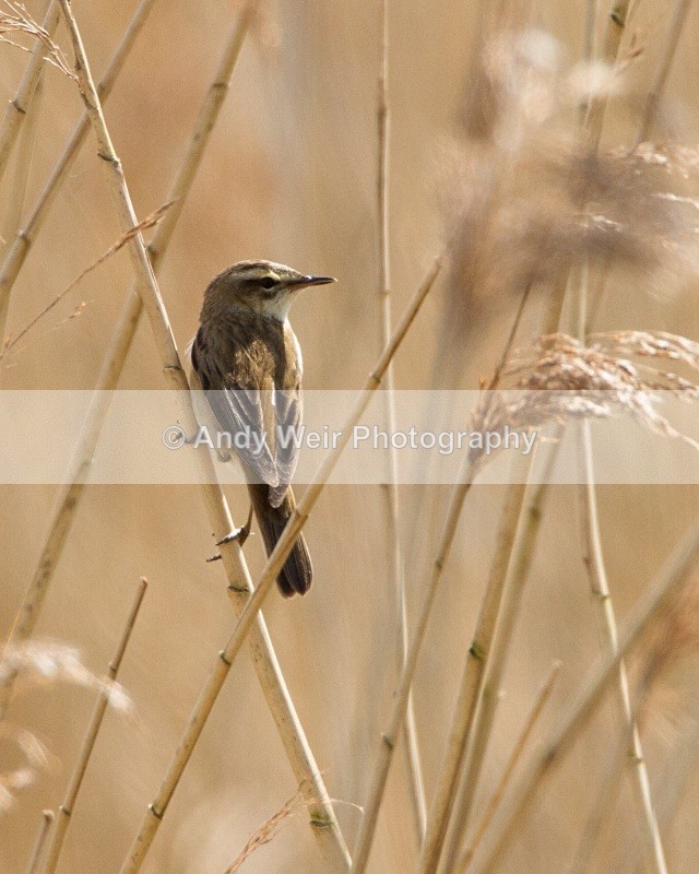 20110425-IMG_5097 - Sedge Warbler