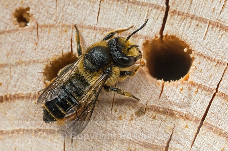 Megachile centuncularis (f) - Megachile centuncularis