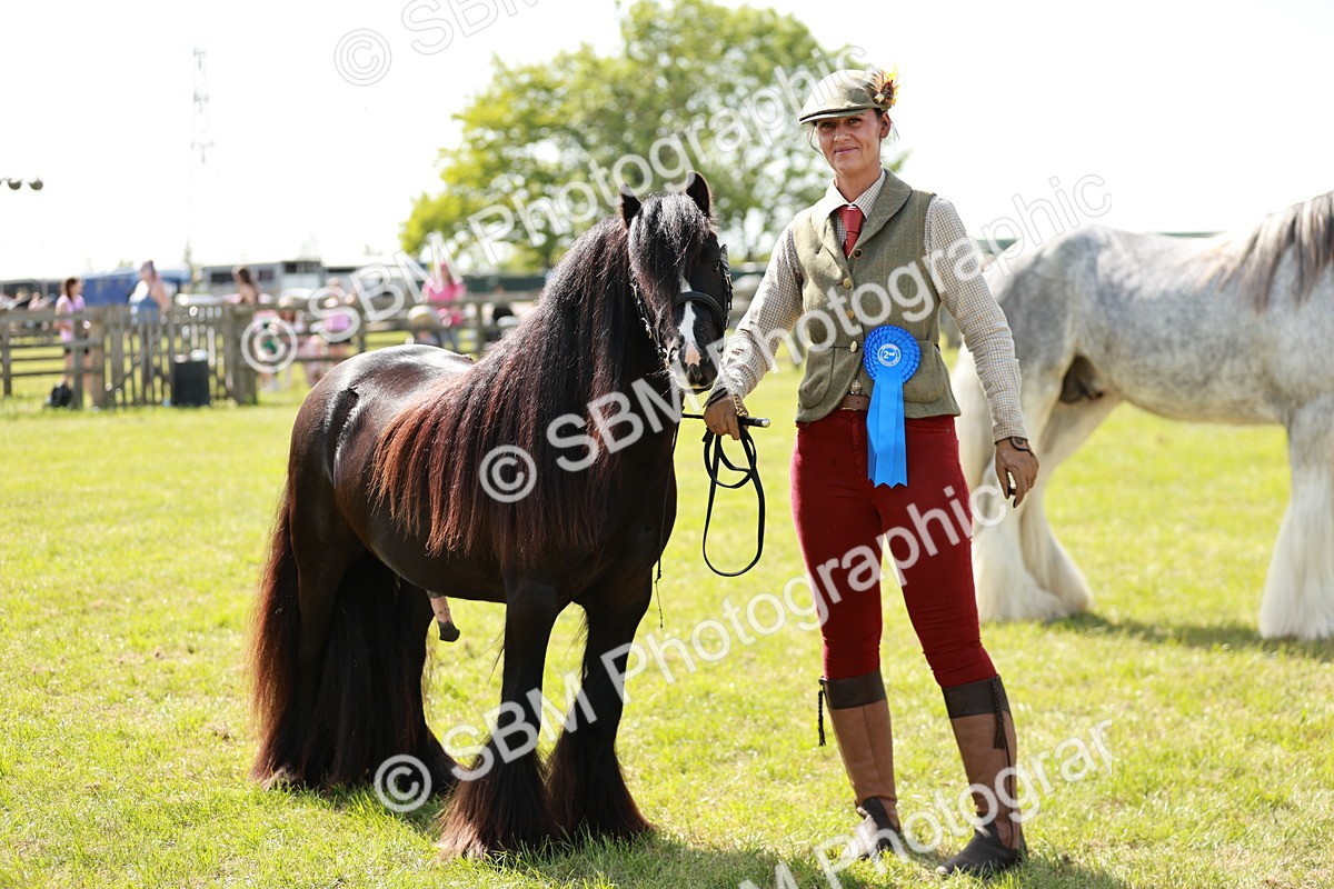 SBM_08694 - Class 63-65 - Traditional Gypsy Cobs In Hand & Ridden