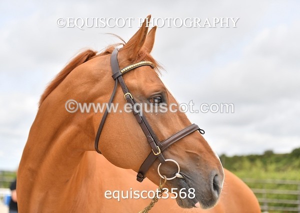 equiscot3568 - STALLION SELECTION