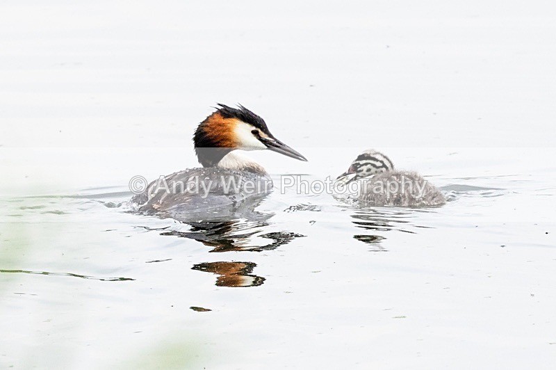 20180608-Woolston8E0A9427 - Gt. Crested & Little Grebes