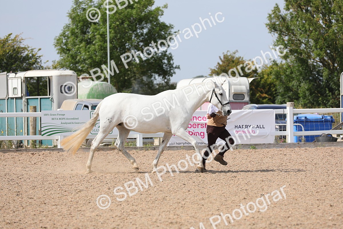 SBM_15718 - Class 312 IH Competition Horse/Pony