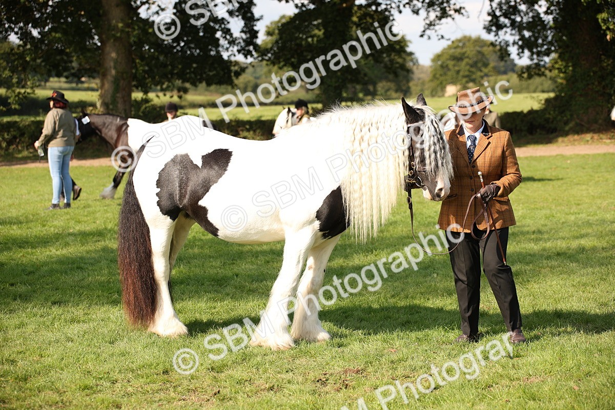 SBM_62262 - S55 - Traditional Cob In Hand