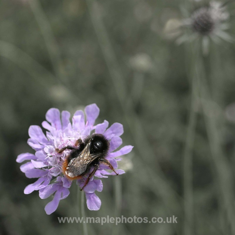 Bee on Wild Scabious