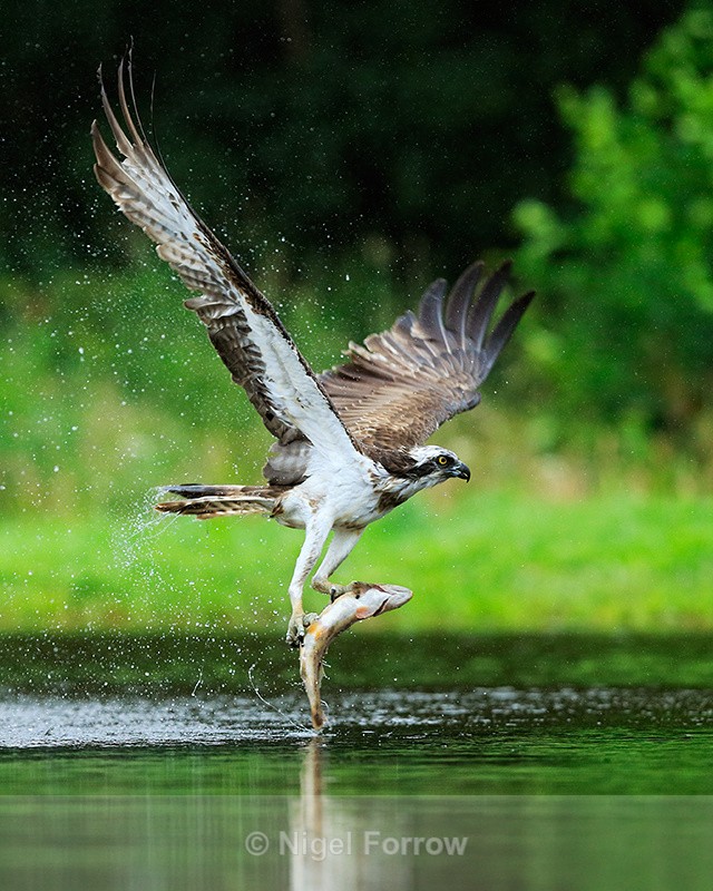 Scottish Osprey flying with a trout at Rothiemurchus - Osprey