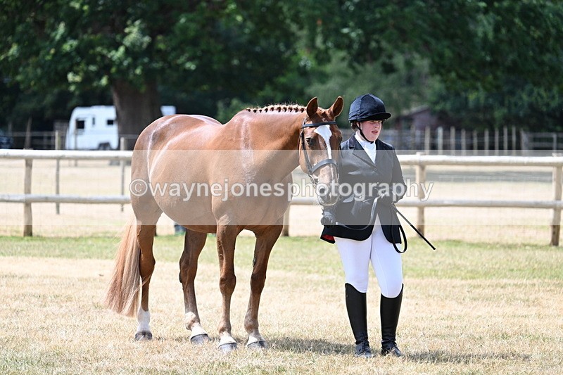WJ7_1981 - Class 4a Prettiest Mare 14.2hh and over hand