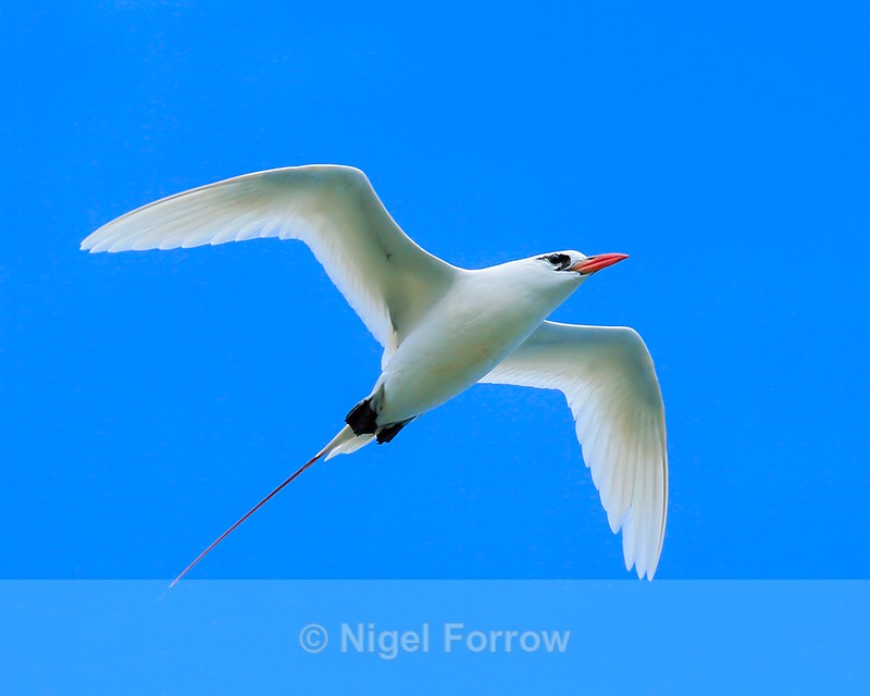 Red-tailed Tropicbird flying overhead, Kilauea Point, Kauai - Red-tailed Tropicbird