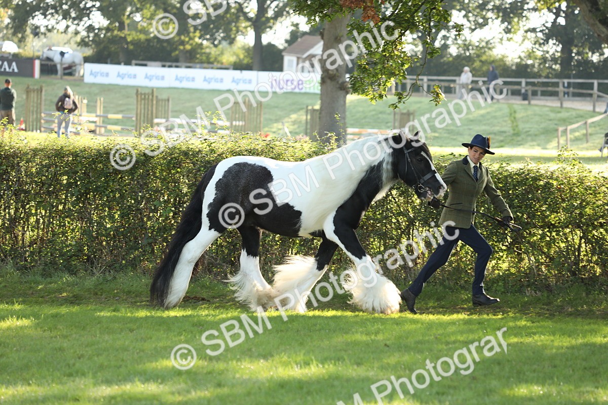 SBM_60849 - S43 - Coloured Pony In Hand