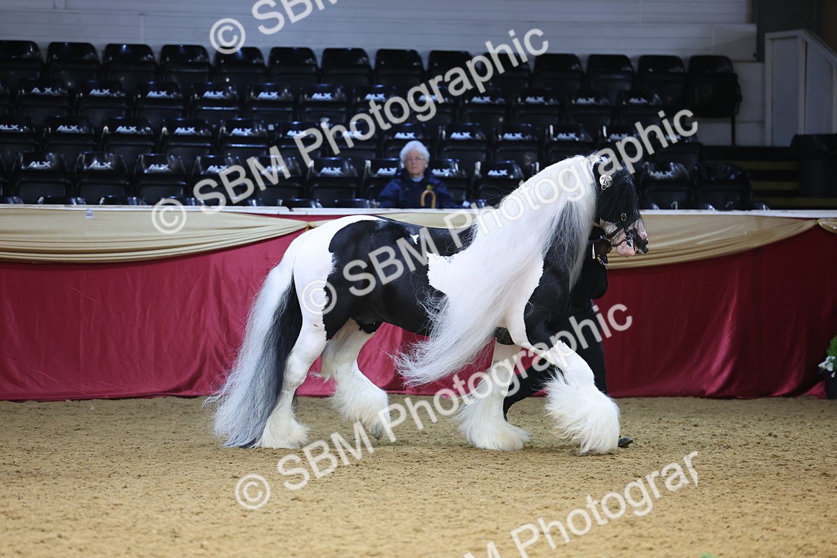 SBM_22647 - Class 903 - Supreme Final - IH Pre Vet