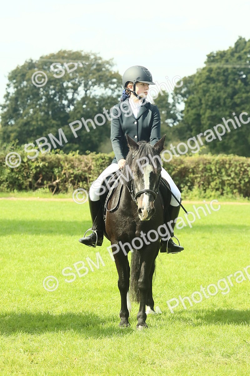 SBM_66420 - S34 - Rehabilitated Rescue Horse & Pony In Hand & Ridden
