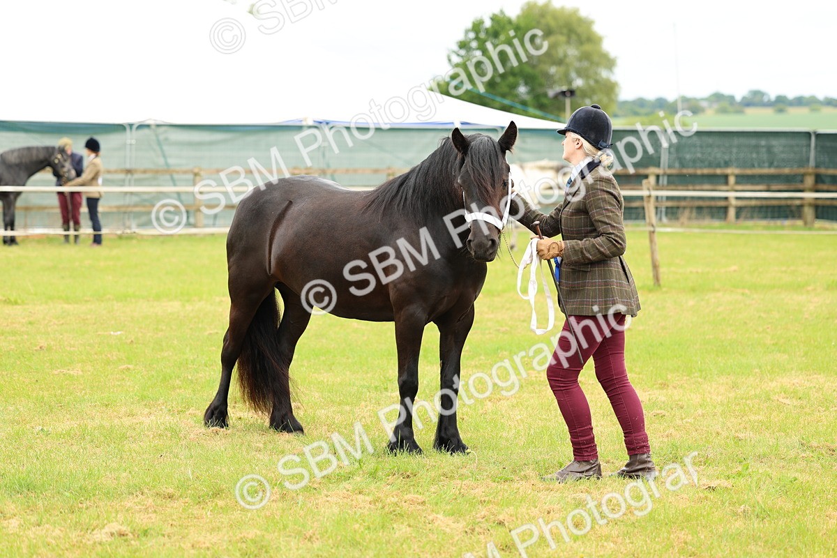 SBM_00614 - Class 58-67 - M&M Non Welsh Pony In hand