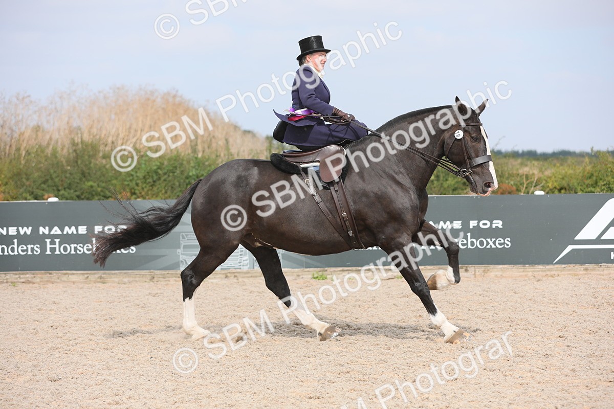 SBM_14660 - Class 211 Best Side Saddle Horse/Pony