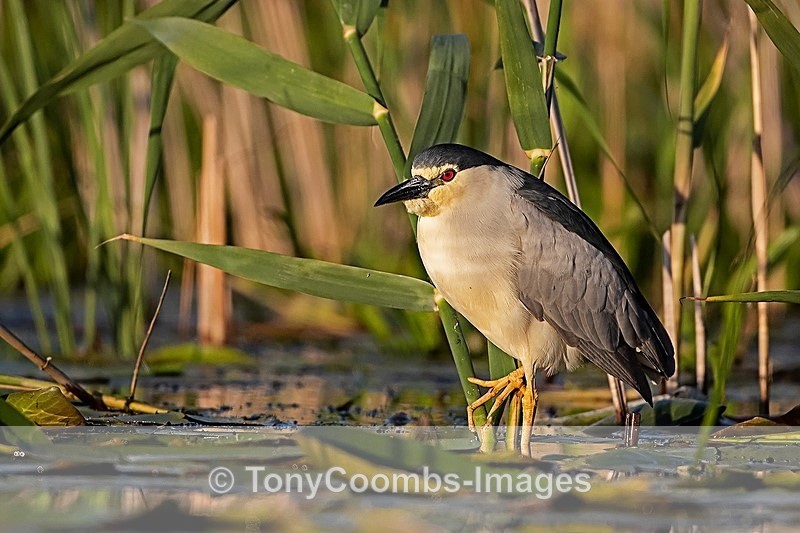 Night Heron - Danube Delta