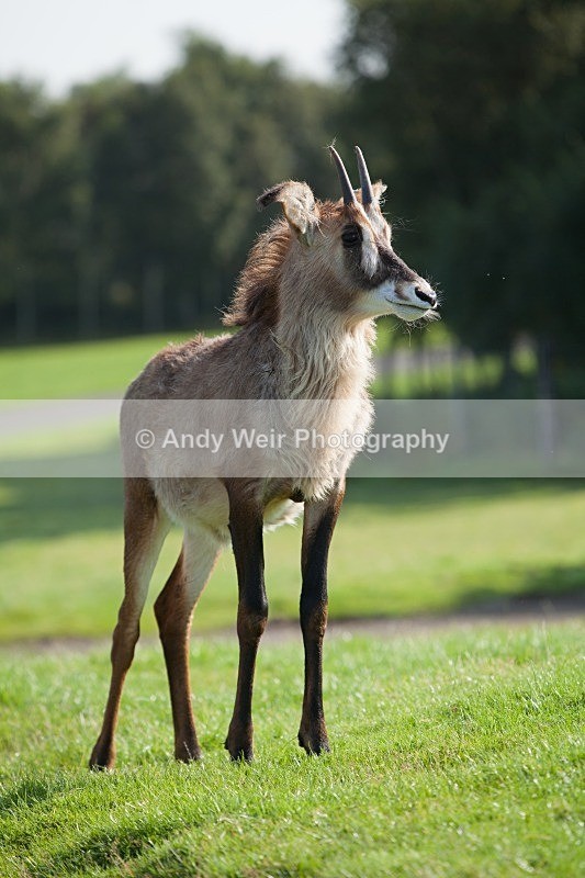 20120903-_MG_9670 - Captive Animals