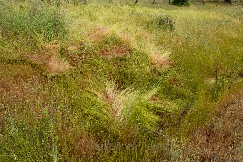 Deer bedding - Abandoned Line