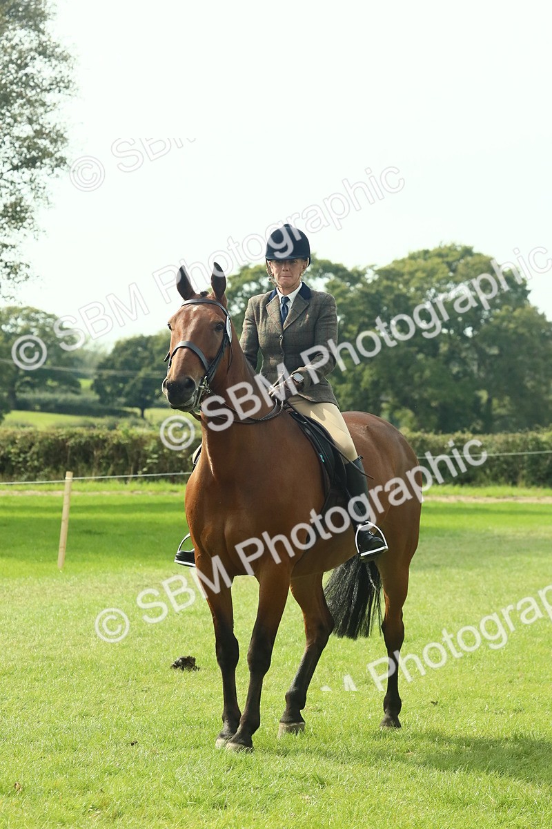 SBM_66715 - S34 - Rehabilitated Rescue Horse & Pony In Hand & Ridden