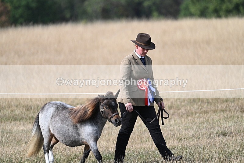 WJ7_8075 - In-hand Championship