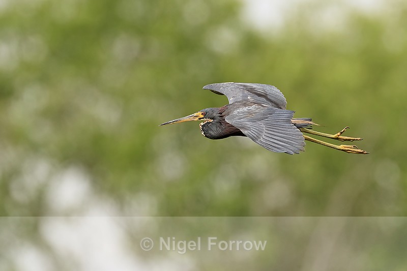 Tricolored Heron gliding, Harns Marsh, Florida - Tricolored Heron