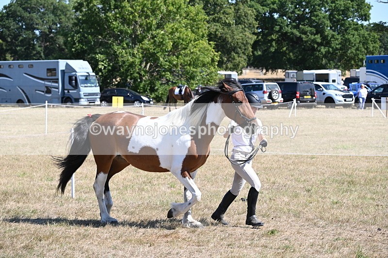 WJ6_8544 - Class 37b Best Loan Pony In-hand
