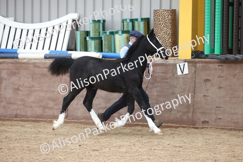 20251109-0782 - Class 24 - Foals