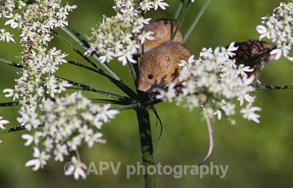 _DSC8296 - Bob's Harvest Mice.