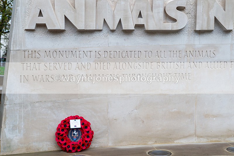 NGP_7004 - Animals In War Memorial - 10-11-23