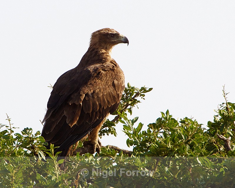 Tawny Eagle perched on top of a tree - Tawny Eagle