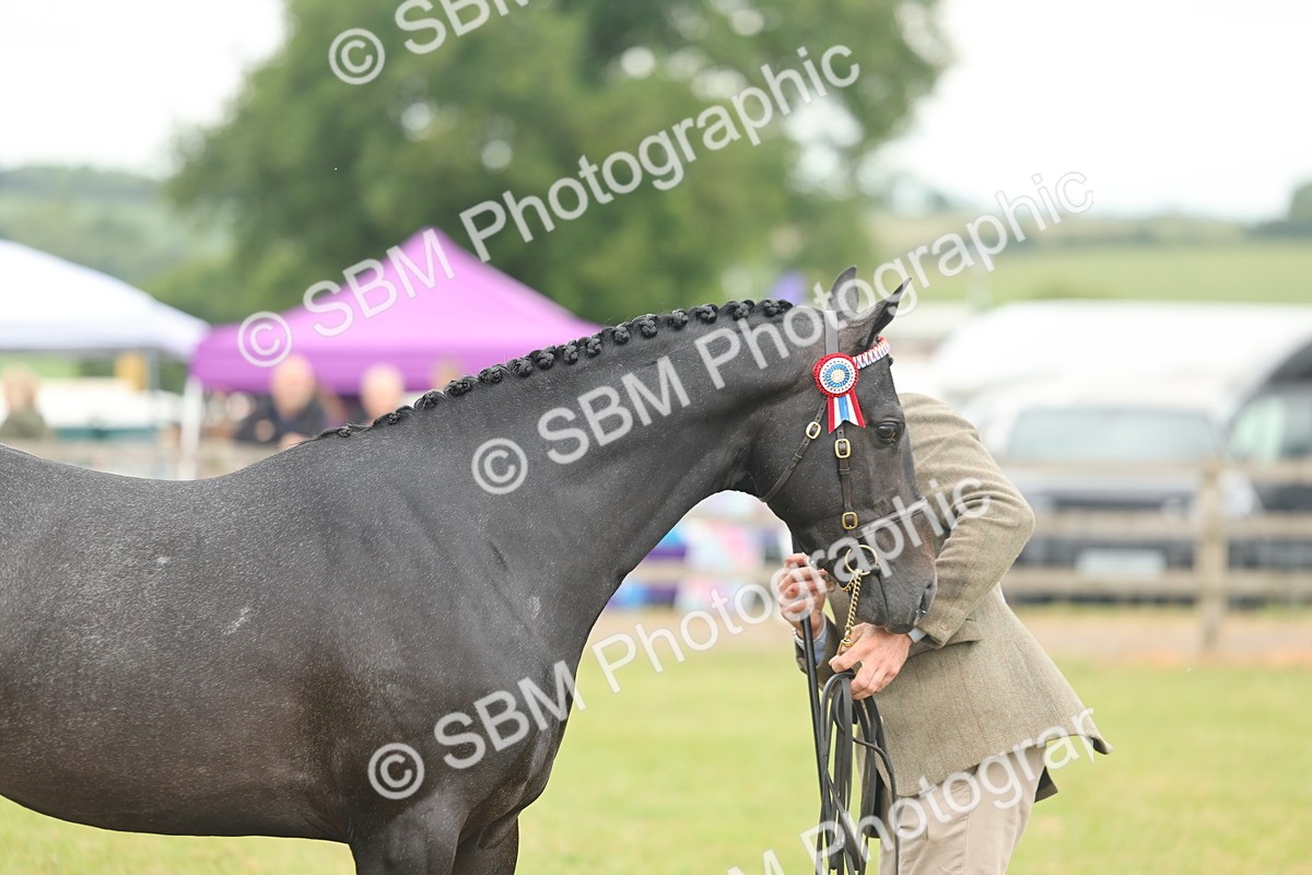 SBM_05474 - Class 68-73 - Riding Pony Breeding