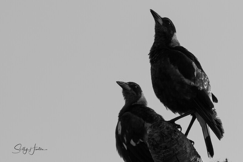 Morning Song 2 - Magpies