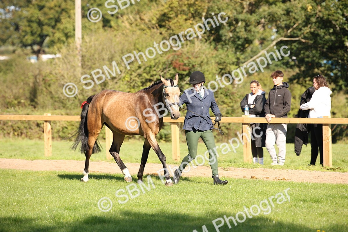 SBM_36572 - S10 - Best In Hand Horse & Pony